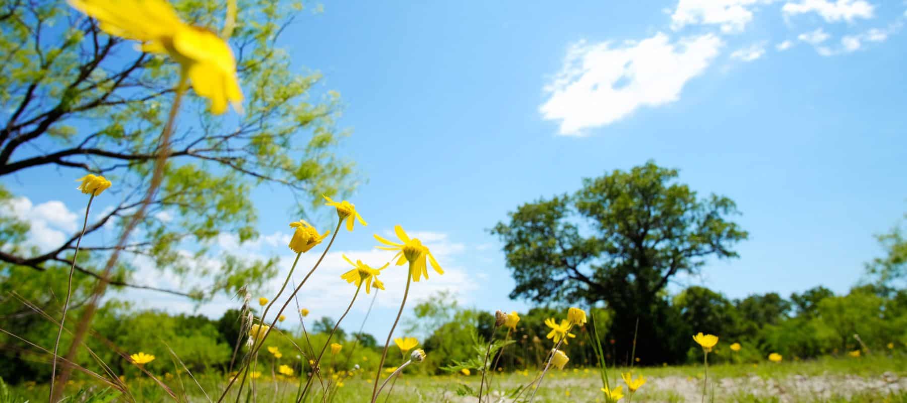 yellow flowers on a nice sunny day
